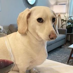 :homophobic_dog@ice.sophari.org: