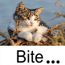:luke_bite@notfire.cc: