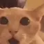 :acat_flabbergasted@outerheaven.club: